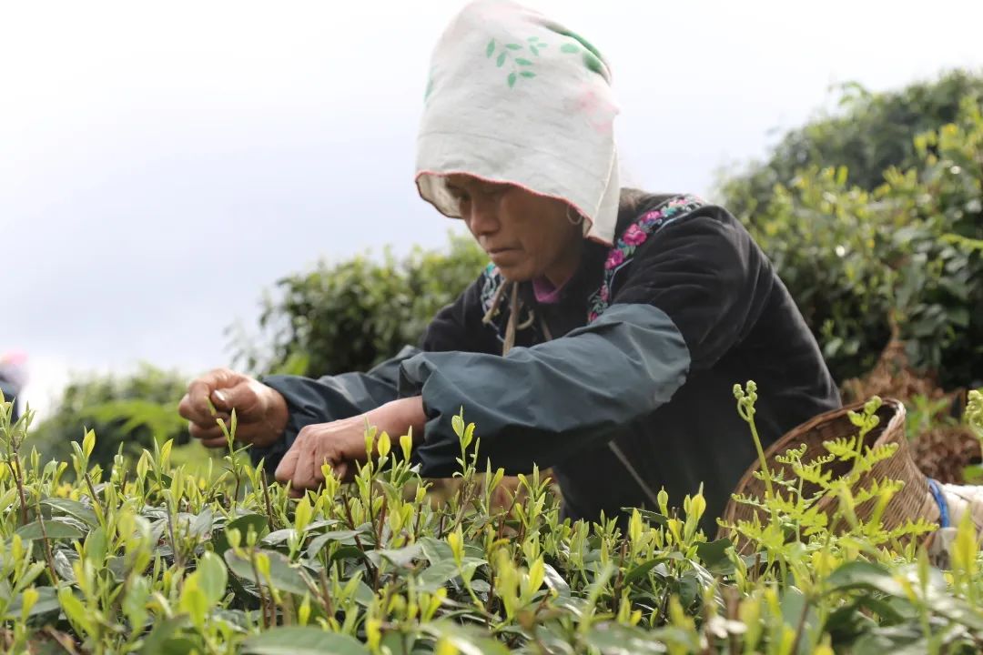 台江县排羊乡九摆村,是由返乡创业青年杨昌生于2013年创办的民营企业